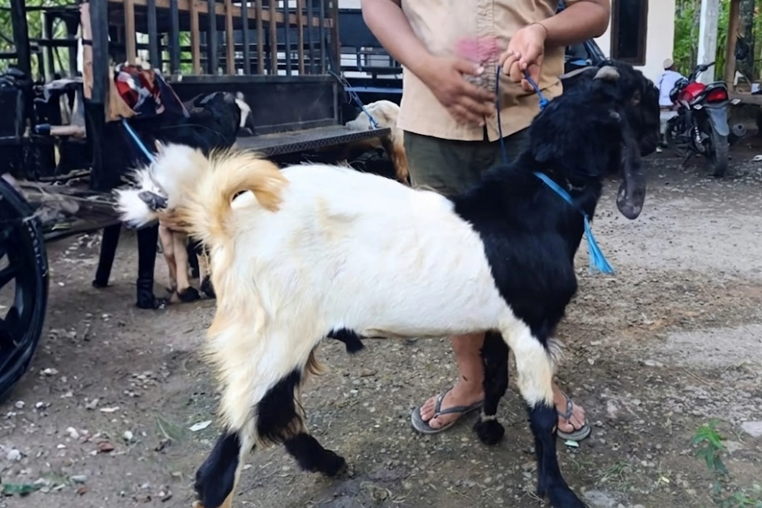 Kambing Medium