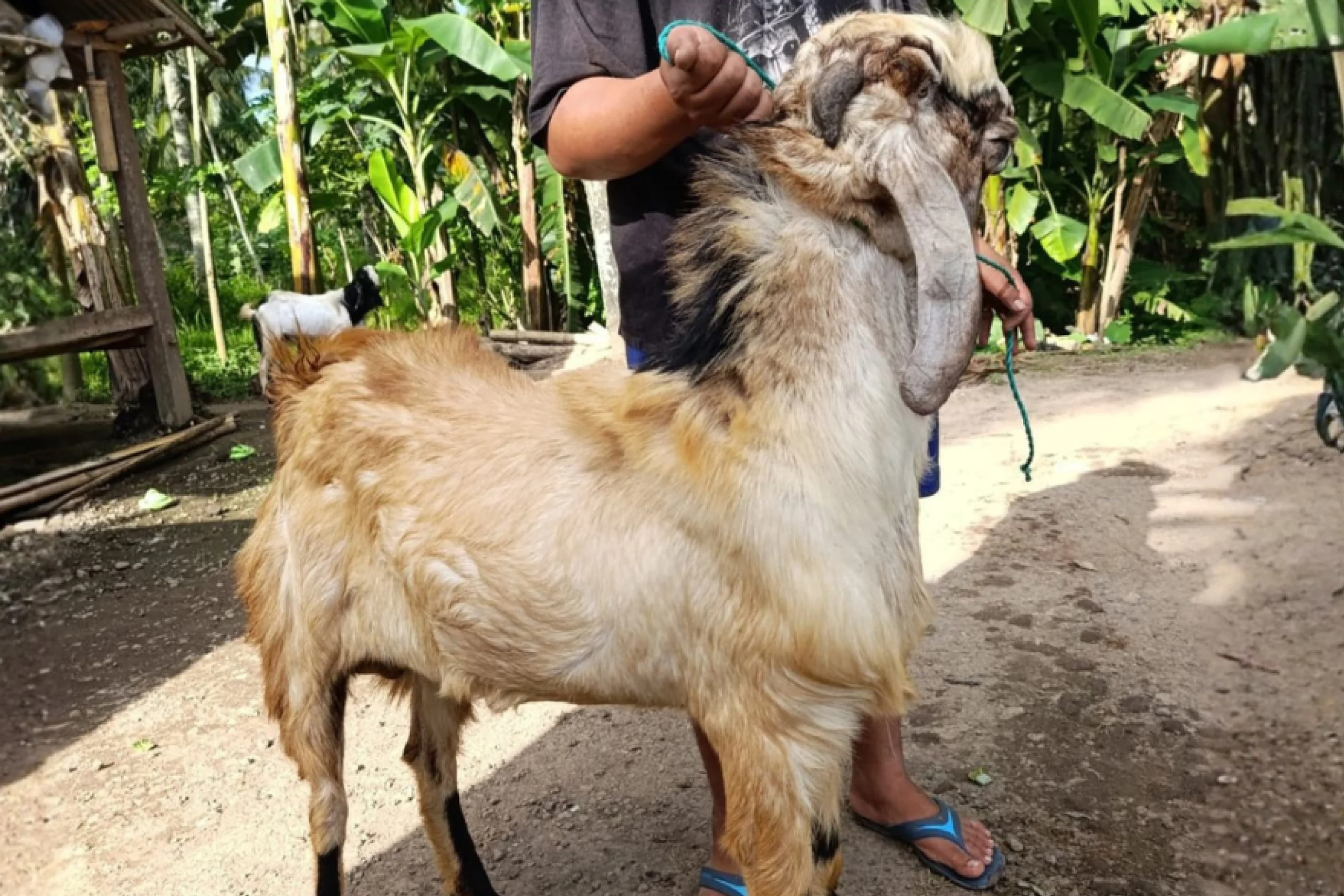 Kambing Premium