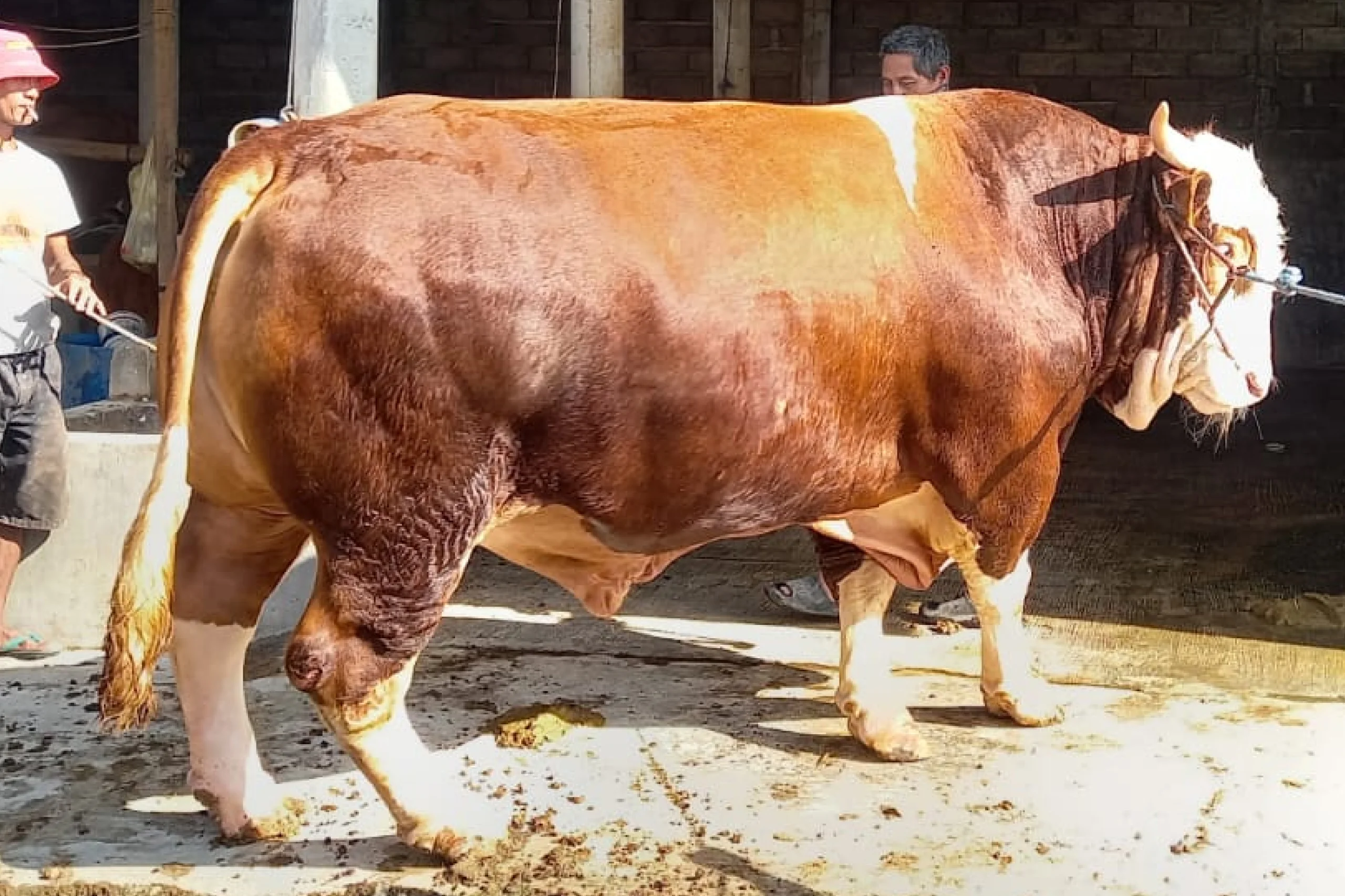 Sapi Platinum