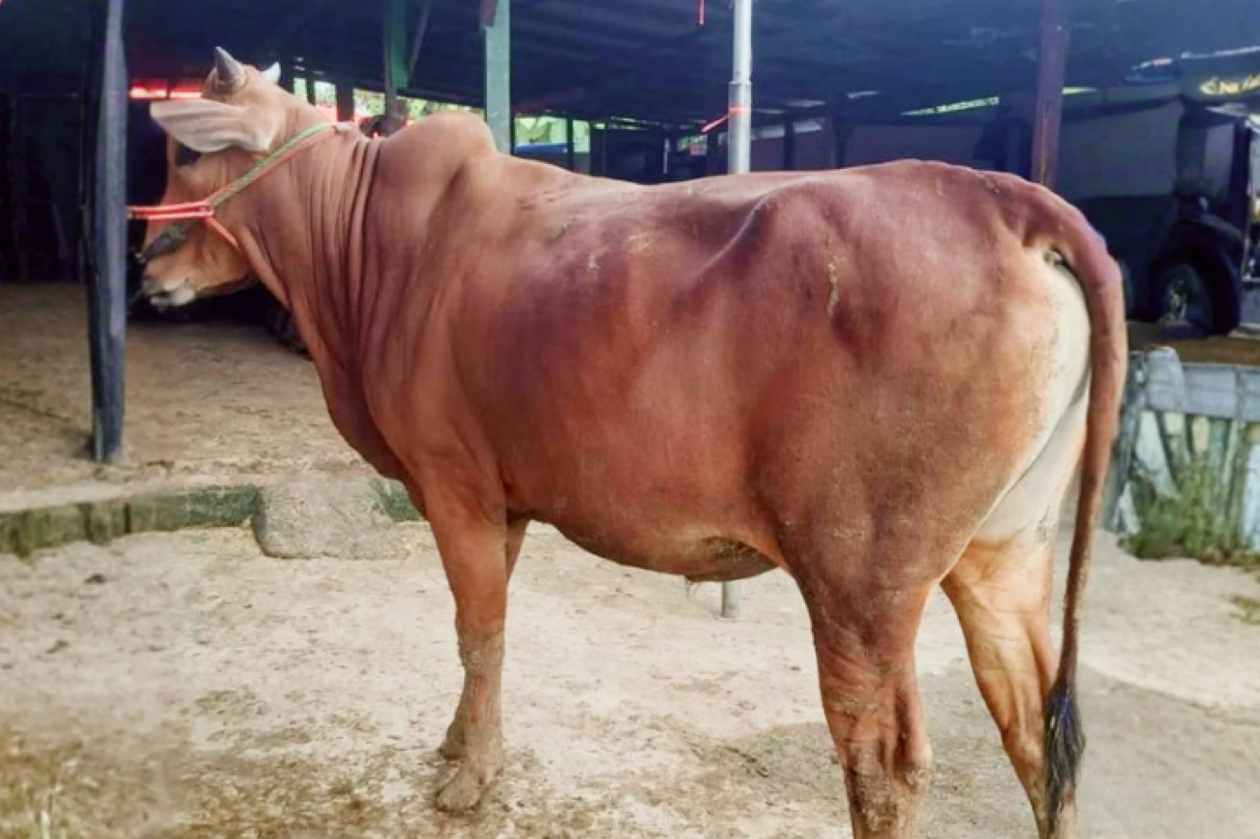 Sapi Standard